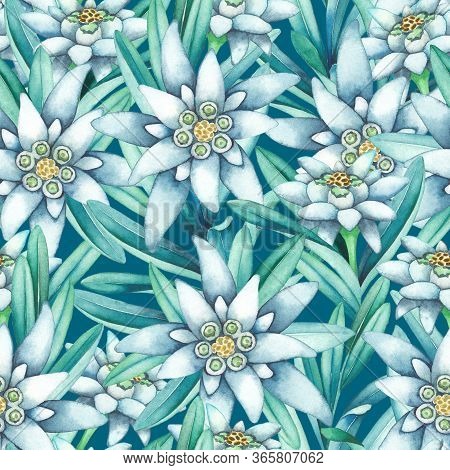 Seamless Pattern Of Watercolor Edelweiss Flowers And Leaves.