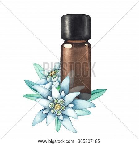 Watercolor Essential Oil Bottle Decorated With Edelweiss Leaves And Flowers