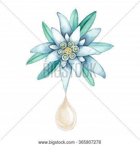 Watercolor Oil Drop Dripping From The Edelweiss Plant.