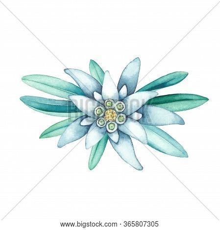 Watercolor Vignette Made Of Edelweiss Flowers And Leaves.