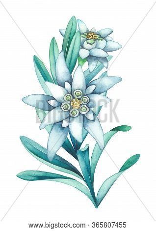 Watercolor Branch Of Edelweiss Flowers And Leaves.