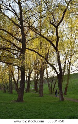 Yeşil Park güneşli