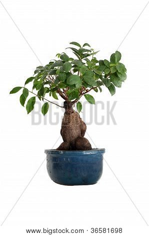 Mokré Bonsai