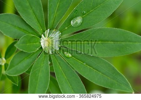 Water Clean Drops On Fresh Green Leaves Of The Garden Plant