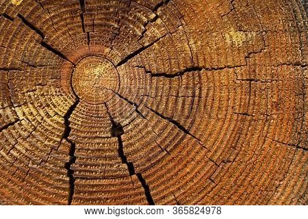 Wood Texture Of Cutted Latch Tree Trunk. Texture With Cracks