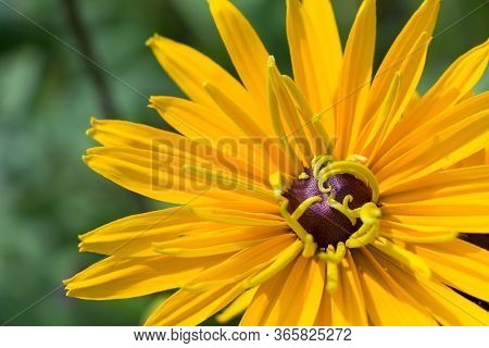 Closeup Beautiful Yellow Flower Of Rudbeckia On The Green Background