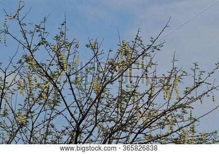 Gum Arabic Tree Or Babul Branches With Leaves And Pods, Also Known As Vachellia Nilotica, Thorn Mimo