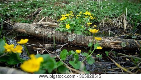 Yellow Flowers, Beautiful Nature And Relaxing Peace In The Nature Reserve On A Spring Day.