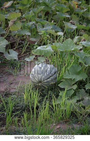 Organic Pumpkin Cultivated In An Agricultural Field In Rural Area