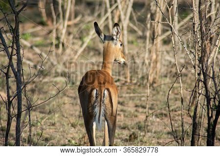 A Single Wild Deer In A Safari Park In Africa. These Fast Agile Animals Are Hunted By The Larger Ani