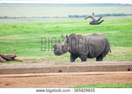 Wild Rhinoceros In South African Game Reserve