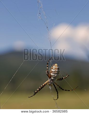 Colombie-Britannique Orb tissage spider