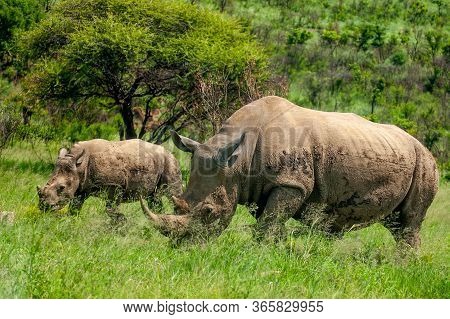 Wild Rhinoceros In South African Game Reserve