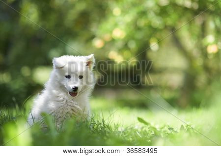 Portræt af en Samoyed hundehvalpen