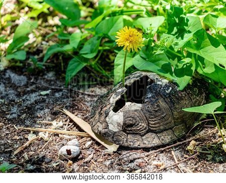 Thin Yellow Dandelion Sprouted Through An Old Broken Tortoise Shell That Lies On The Ground Next To 