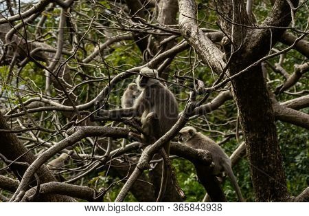 Close Up Shot Of Gray Langurs Sitting On Tree Branches And Blurry Green In The Background