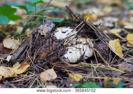 Closeup Of Edible Forest Mushroom Lactarius Resimus, Growing In A Forest In The Ground. Idea Of A Ca