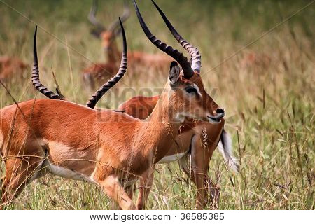 Antelope In Akagera National Park In Rwanda