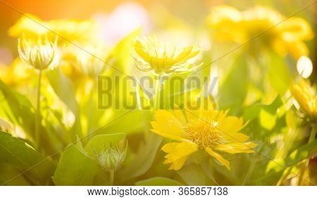 Yellow daisy flowers blooming in a garden close-up. Bright yellow and orange vivid daisies flower. Beautiful bright flower. Sun flares. Gardening, garden design