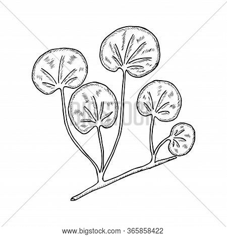Gotu Kola Plant, Isolated On White Background. Centella Asiatica, Cosmetic And Medical Herb. Hand Dr