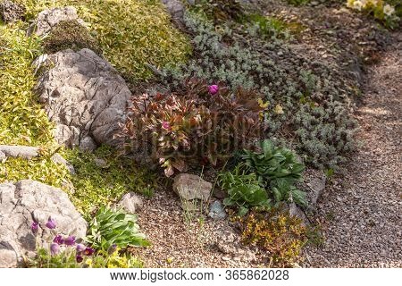 Flowering Pink Peonies An Artificially Created Rock Garden