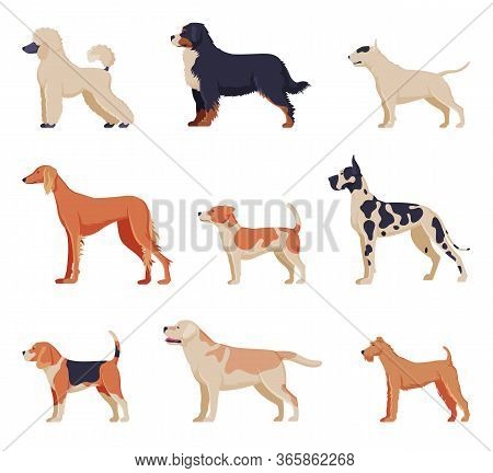Purebred Dogs Collection, Beagle, Dalmatian, Labrador, Poodle, Greyhound Pet Animals, Labrador Retri