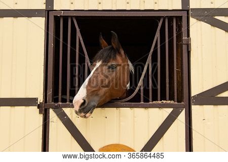 Horse Head Portrait In Farm Stall Window Frame Adorable Face Expression Animal Photography Concept