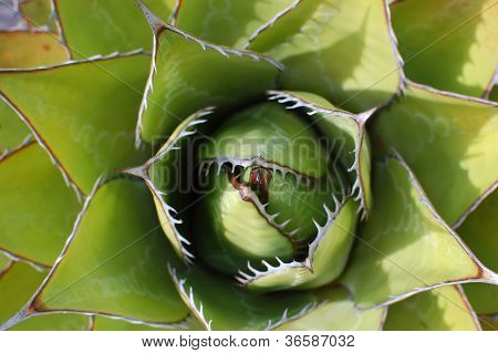 Zelená rostlina