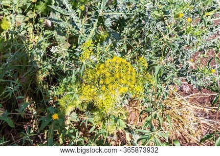 Ferula Yellow Flowers Grow On The Golan Heights In Northern Israel
