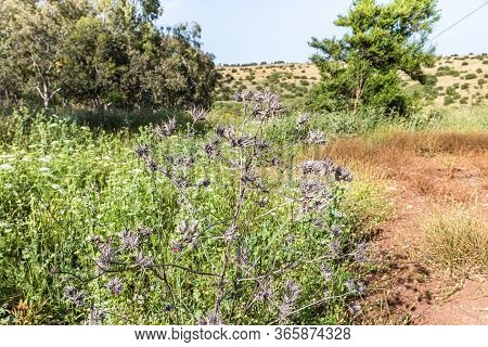 Tall Dry Plant - Scolimus Spanish - Scolymus Hispanicus Grows On The Golan Heights In Northern Israe