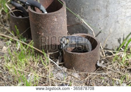 Breaching The Power Electric Cable. A Fragment Of A Four-core Aluminum Cable Sticking Out Of The Gro