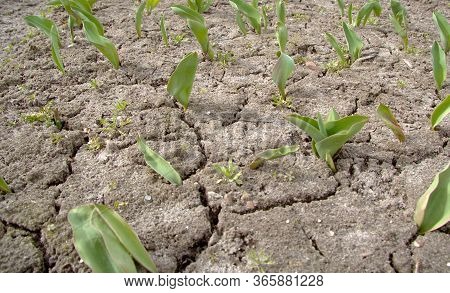 Cracked Earth In The Spring From Lack Of Water. Drought. Tulip Flowers Make Their Way Out Of The Gro