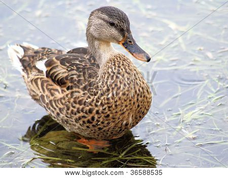 Canard colvert
