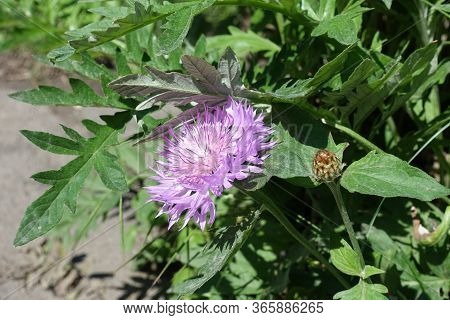 Close Shot Of Pink Flower And Bud Of Centaurea Dealbata In Mid May