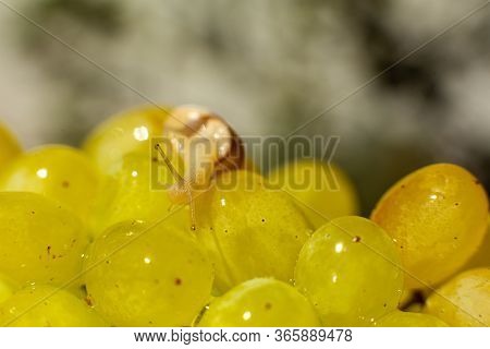 Close-up Of A Small Snail Crawling Over Grapes Quiche Mish.
