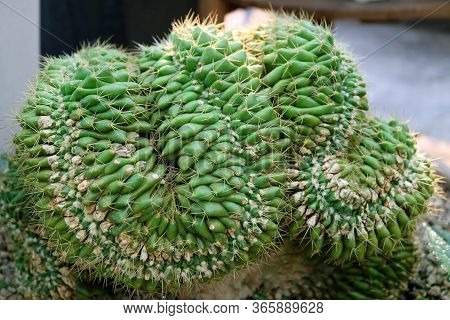 Closeup Potted Mammillaria Elongata Cristata Or Brain Cactus With Selective Focus