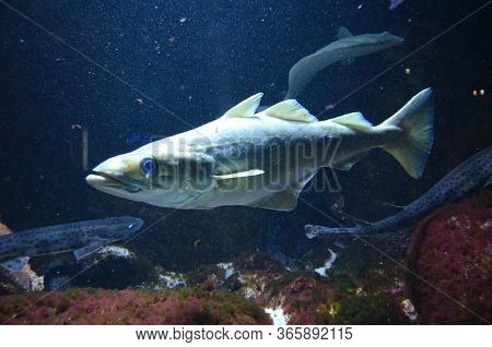The Tropical Fish In The Aquarium, Berlin (germany)