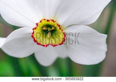 Spring Narcis Flower With White Petals Grows In The Garden