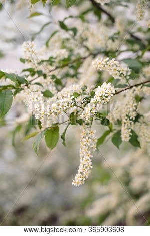 White Flowers Blooming Bird Cherry. Bird Cherry Tree In Blossom. Close-up Of A Flowering Prunus Aviu