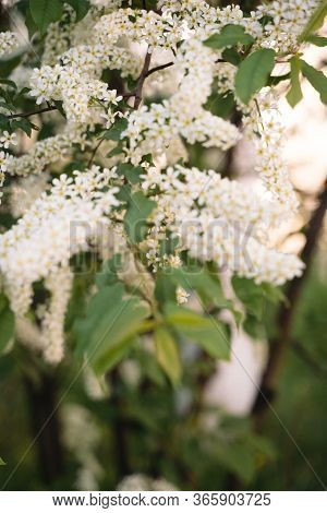 White Flowers Blooming Bird Cherry. Bird Cherry Tree In Blossom. Close-up Of A Flowering Prunus Aviu