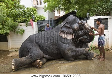 Tirunelveli,tamilnadu/india-aug 27 2016 :  Elephant Taking Bath In Water Hose Pipe With The Help Of 
