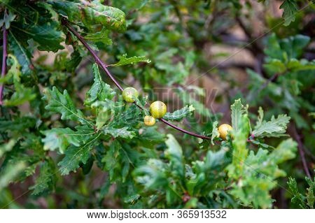 Oak Apples Growth On An Oak Tree In Spring. Oak Galls On The Branches Of An Spanish Oak. Branch Of T