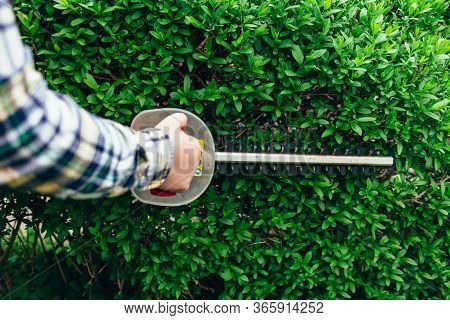 Man Cuts Hedges With A Brush Cutter. Bush Hedging Process