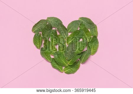 Fresh Green Leaves Of Mint, Lemon Balm, Peppermint In The Shape Of Heart On Pink Background Top View
