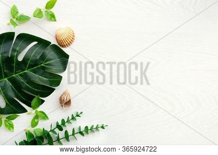 Nature Background Frame With Green Leaves And Shells For Design Elements, Summer Background. Sopy Sp