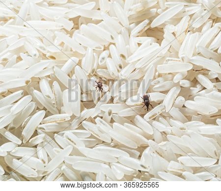 Rice Weevils (sitophilus Oryzae) Crawling In Rice.