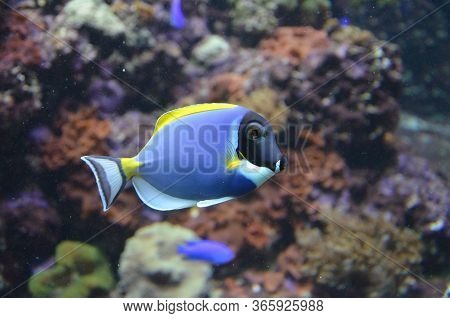 The Tropical Fish In The Aquarium, Berlin (germany)
