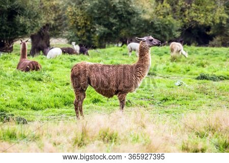 Herd of multi-colored lamas after a haircut is grazed on a green lawn. The concept of exotic, ecological and photo tourism. Animal breeding farm for wool and meat