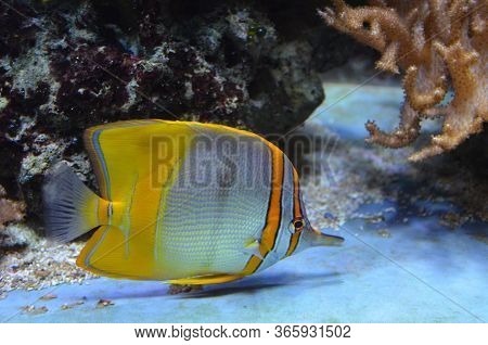The Tropical Fish In The Aquarium, Berlin (germany)