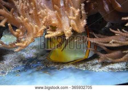 The Tropical Fish In The Aquarium, Berlin (germany)